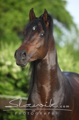 Araber_Saphir_508300.JPG