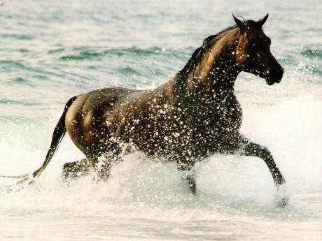 horse2.jpg